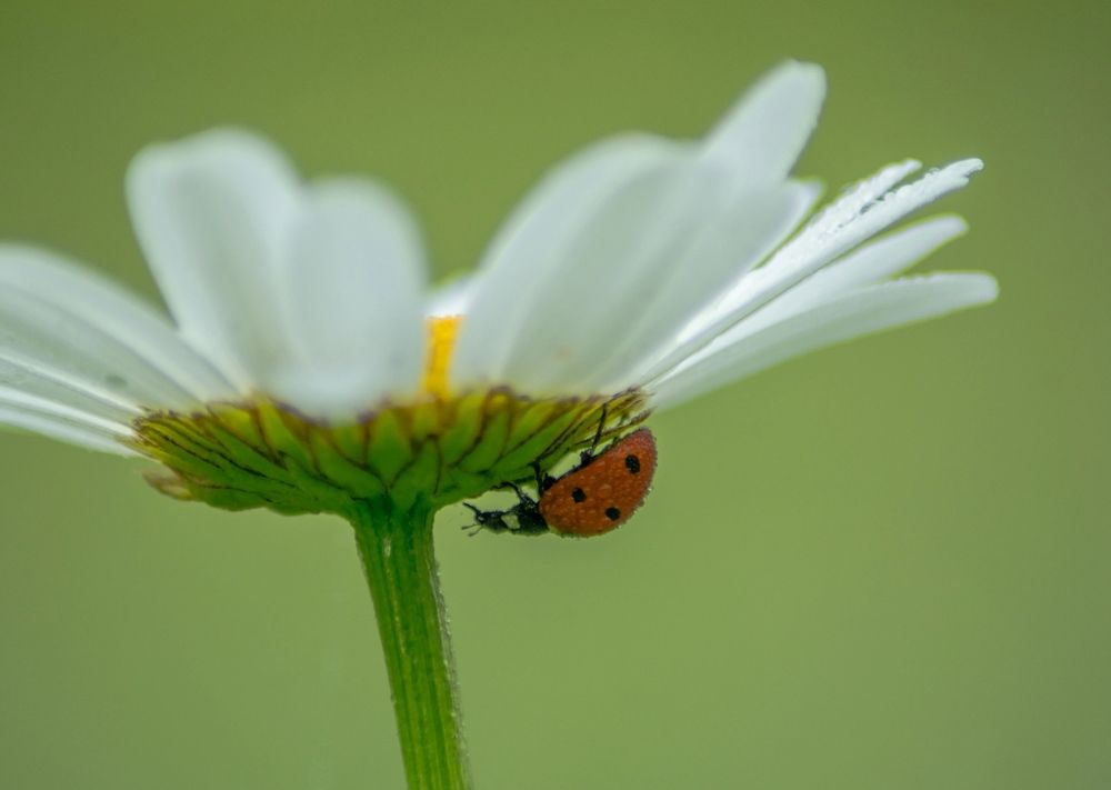 Photograph by Ольга Заповедная
