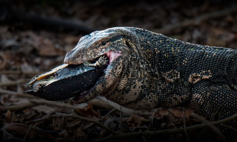 Photograph by Mohamed Raseem