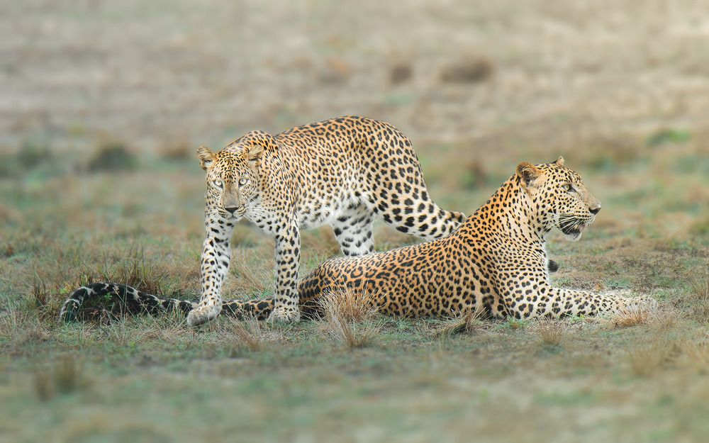 Photograph by Mohamed Raseem