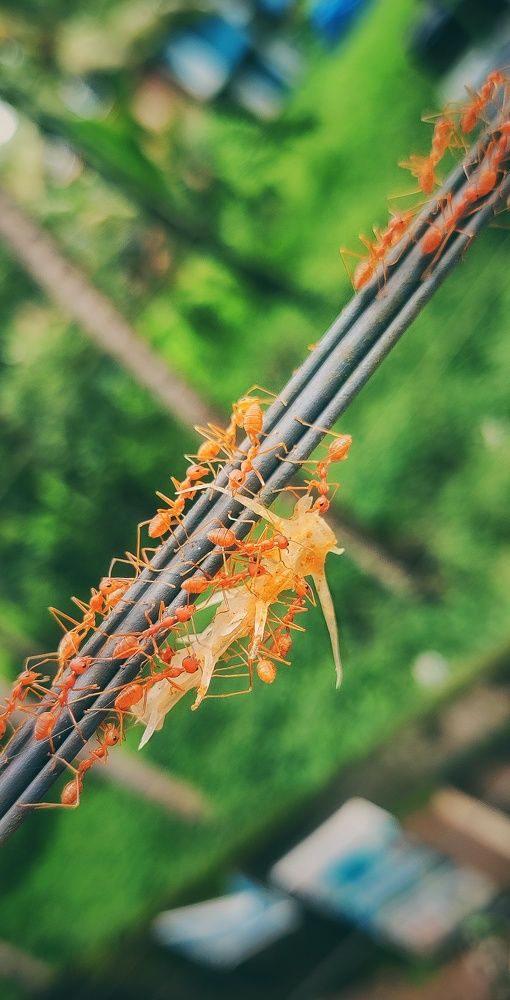 Photograph by Vishnu Prasad