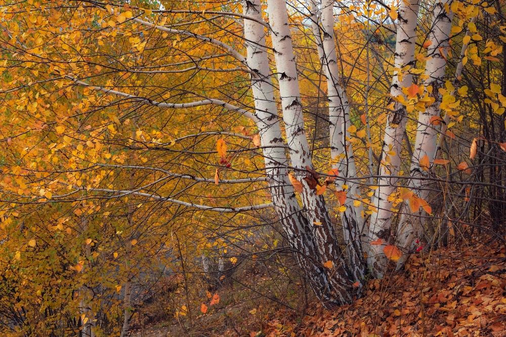 Золотая осень