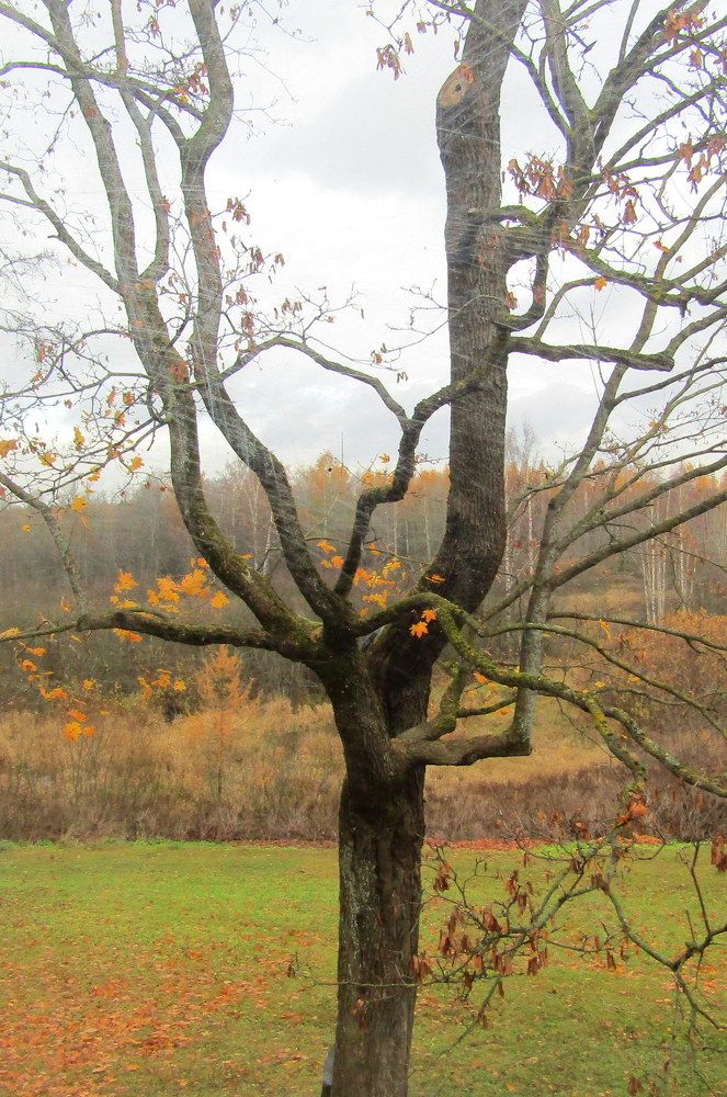 Приютино. Взгляд из усадьбы Олениных
