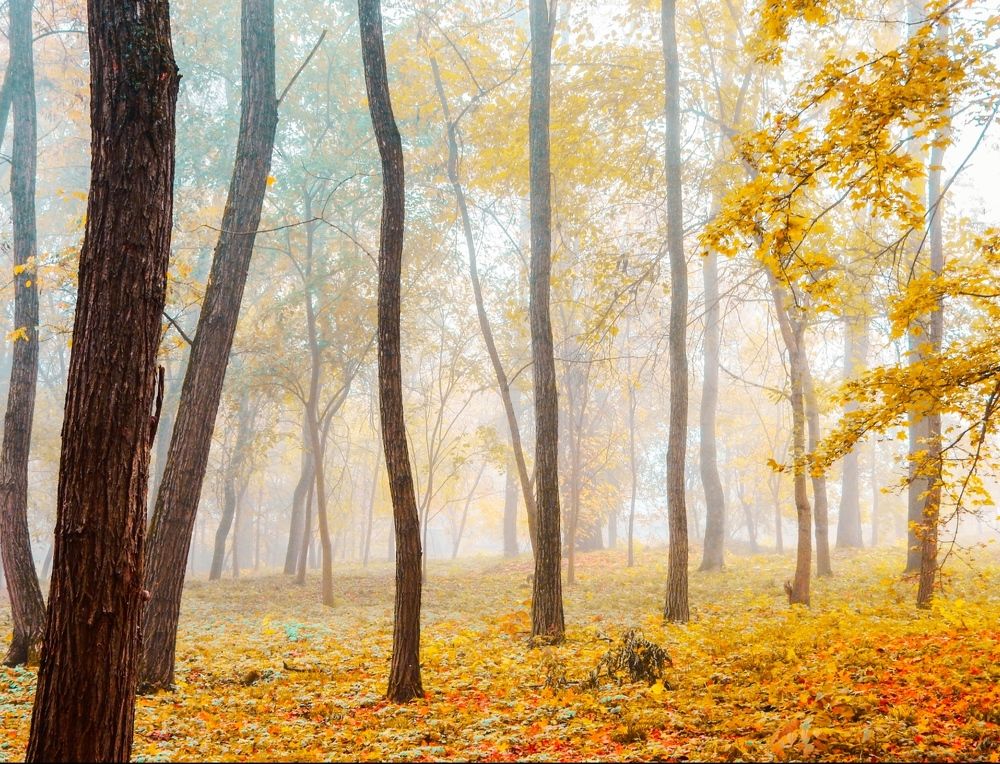 Photograph by Татьяна Слободчикова