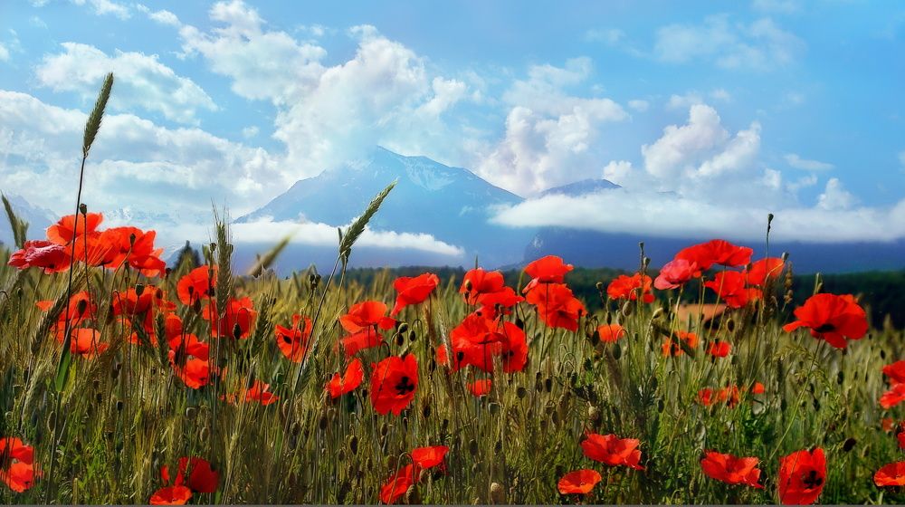 Photograph by Elena Wymann