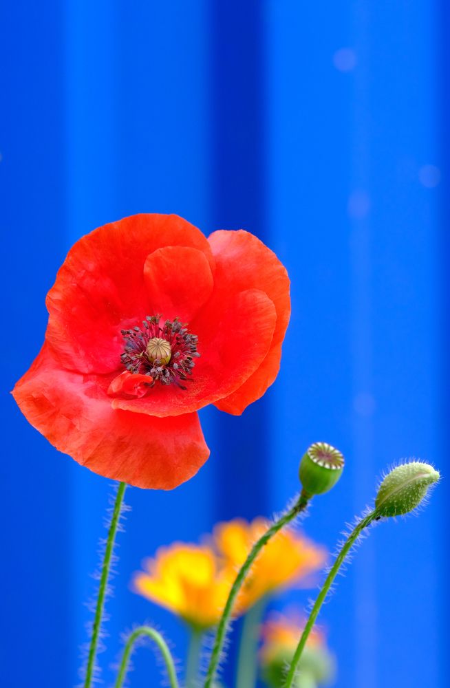 Фотография автора Александр Высоцкий