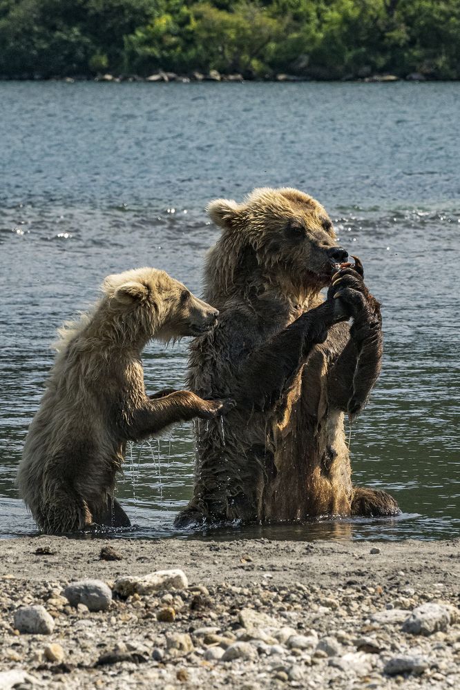 Мама, дай попробовать.