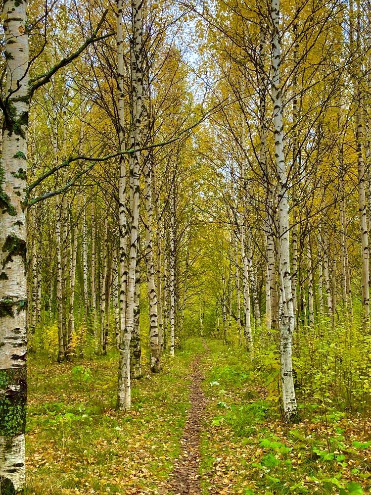 Северная осень