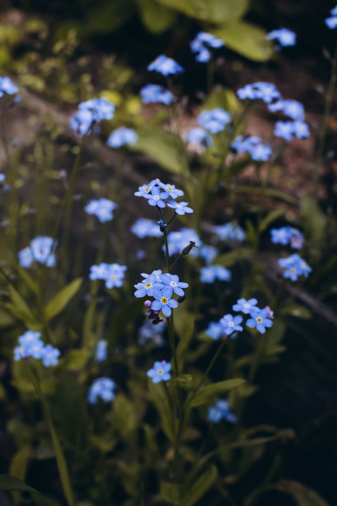 Photograph by Инна Смолякова