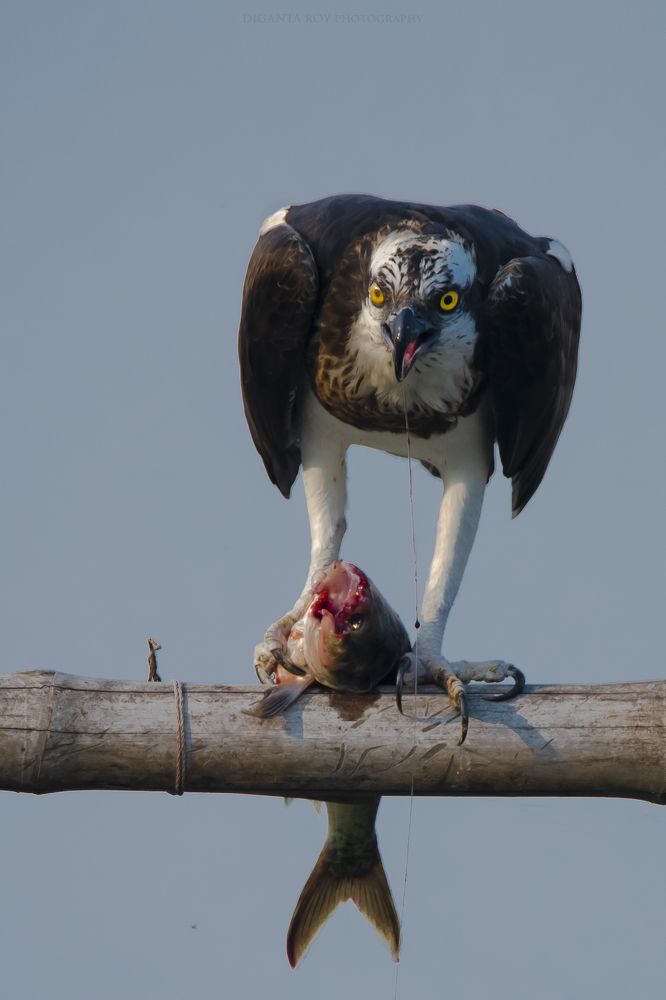 Фотография автора Diganta Roy