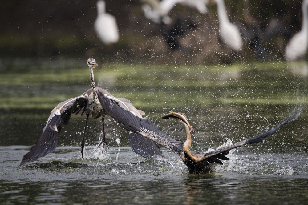Фотография автора Diganta Roy