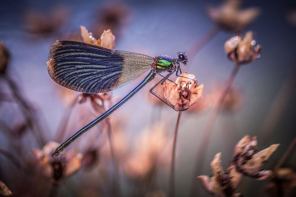 Photograph by Лапшина Владлена