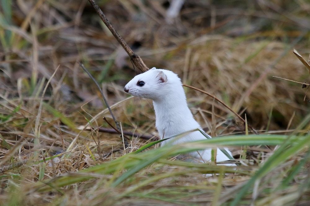 К мышке в норку попадёт, там порядок наведёт. (Ласка)