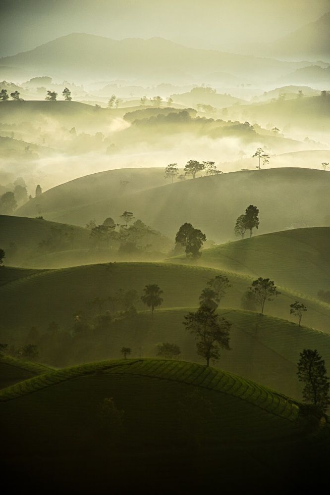 Photograph by Kevin Nguyen