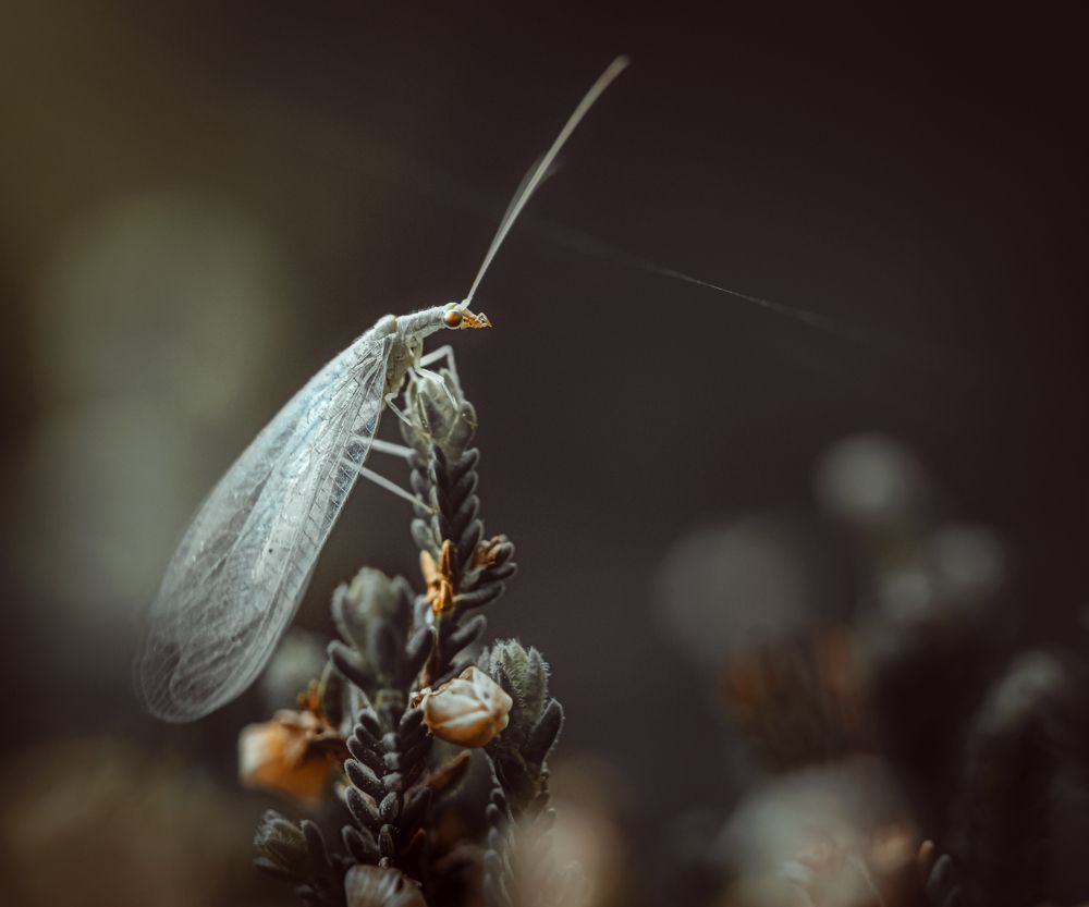 Златоглазка