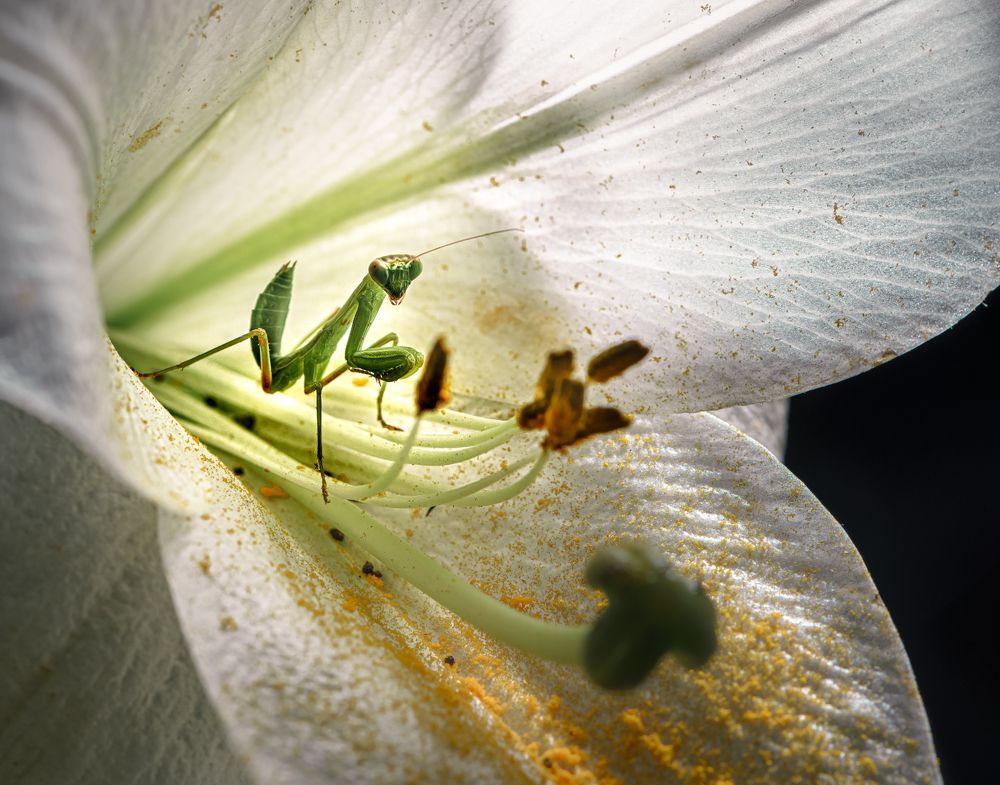 Привратник