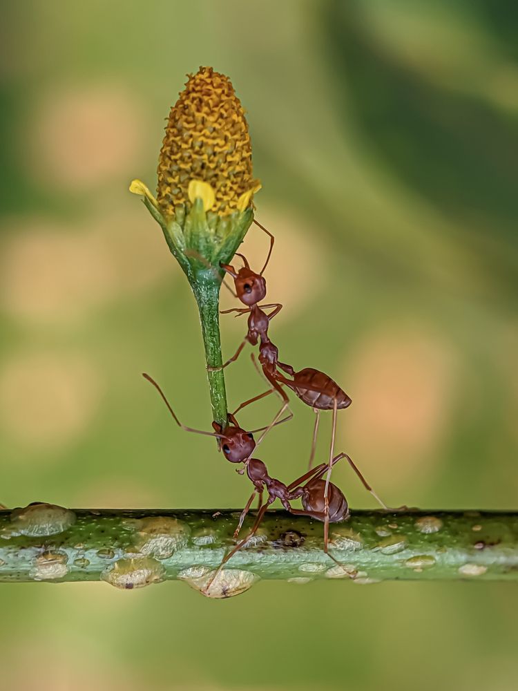 Photograph by Md Raihan