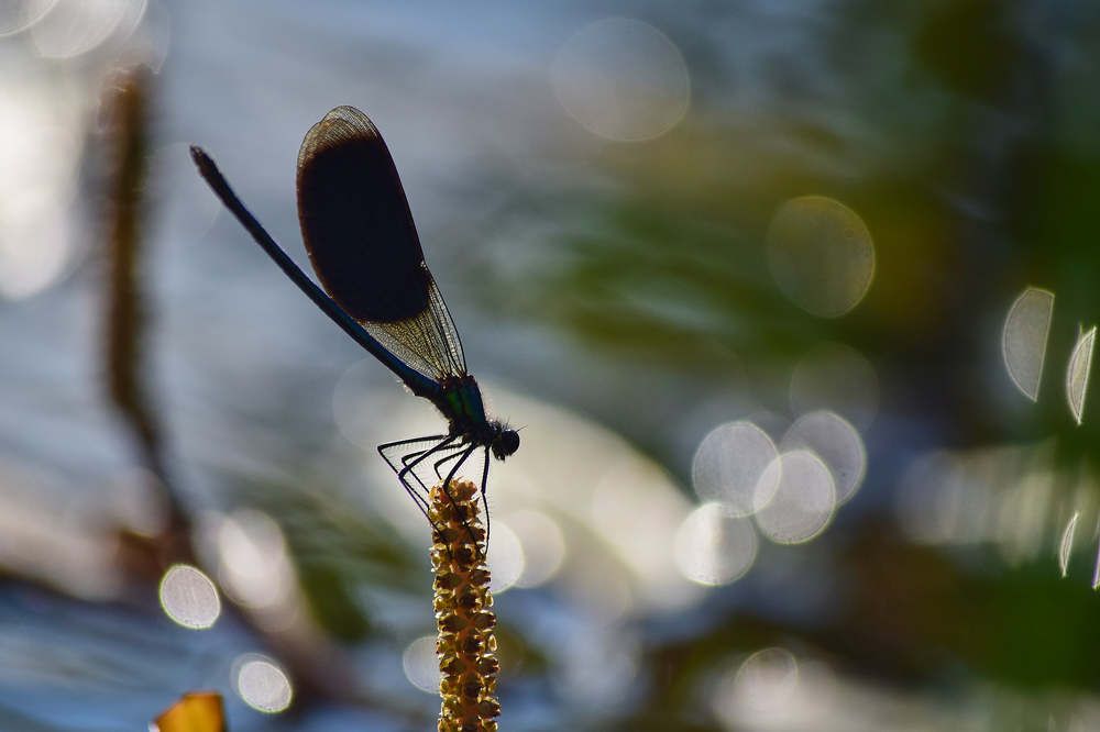 Photograph by Лариса Стрекулева