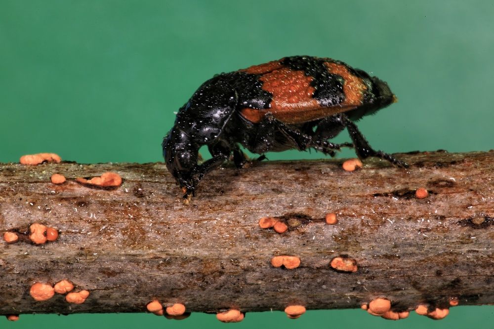 Photograph by Владимир Борозенец