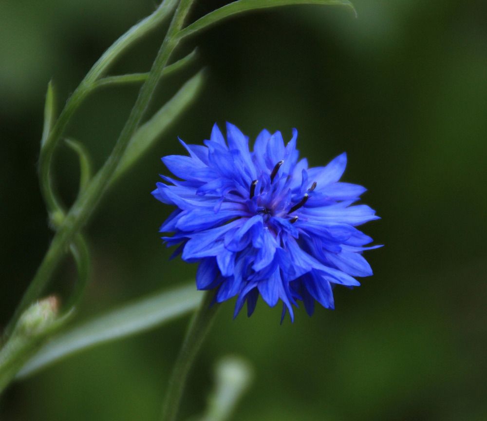 Фотография автора светлана терехова