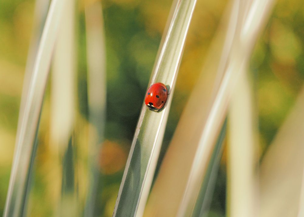 Photograph by Лейла Прощина