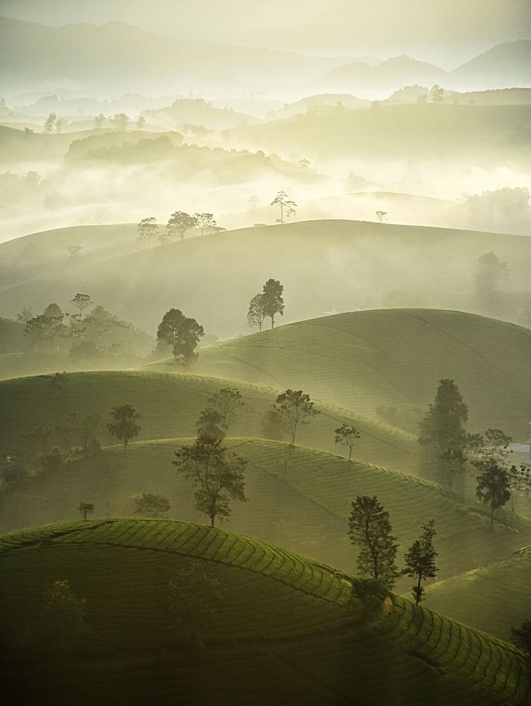 Foggy tea hills