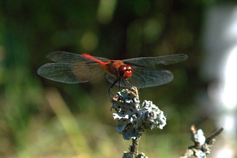 Photograph by Венера Раджабовна