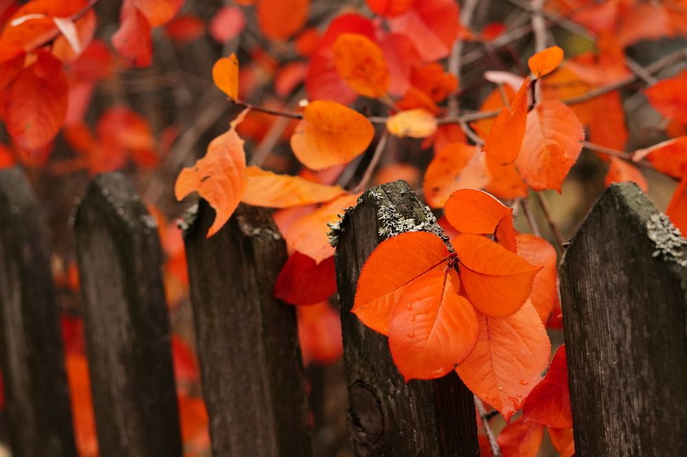 Photograph by Юлия Суслова