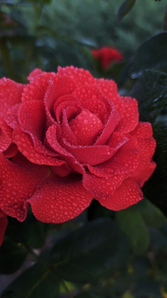 Фотография автора Наталья Синицына