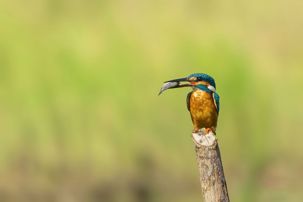 Photograph by Sonnadara Kushan Madushanka