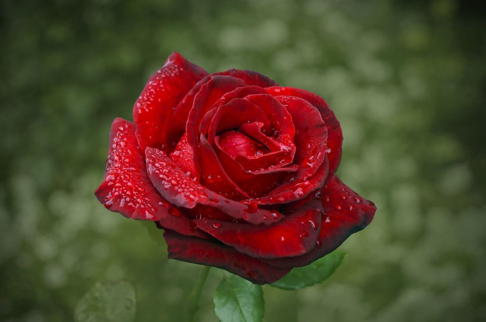 Photograph by Мишустина Татьяна