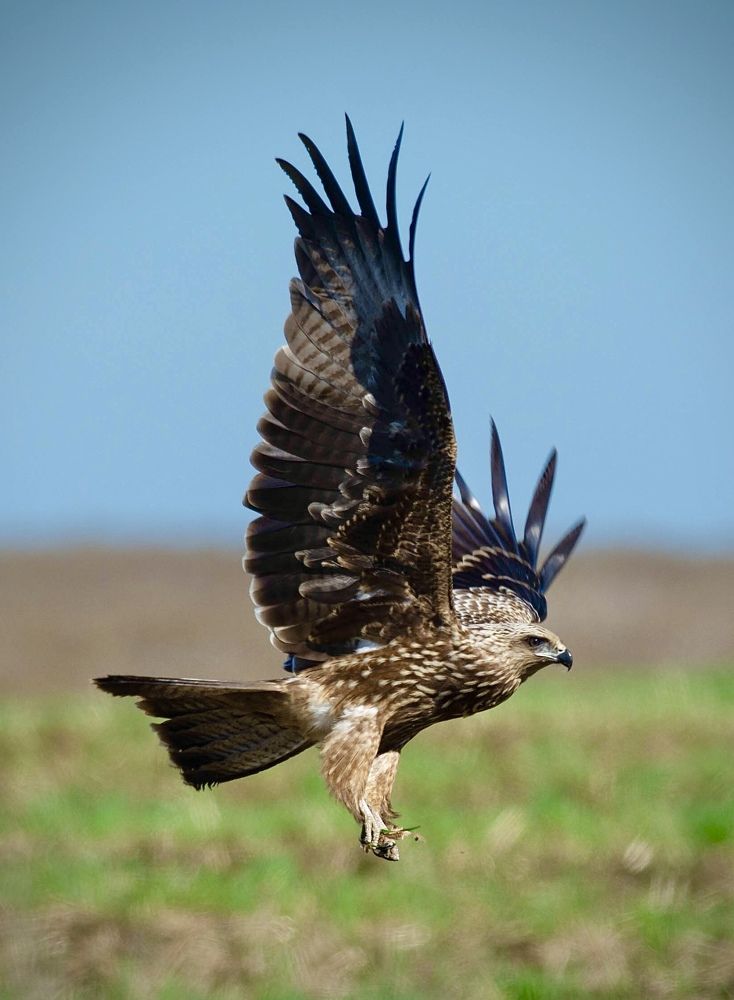 Пернатые хищники