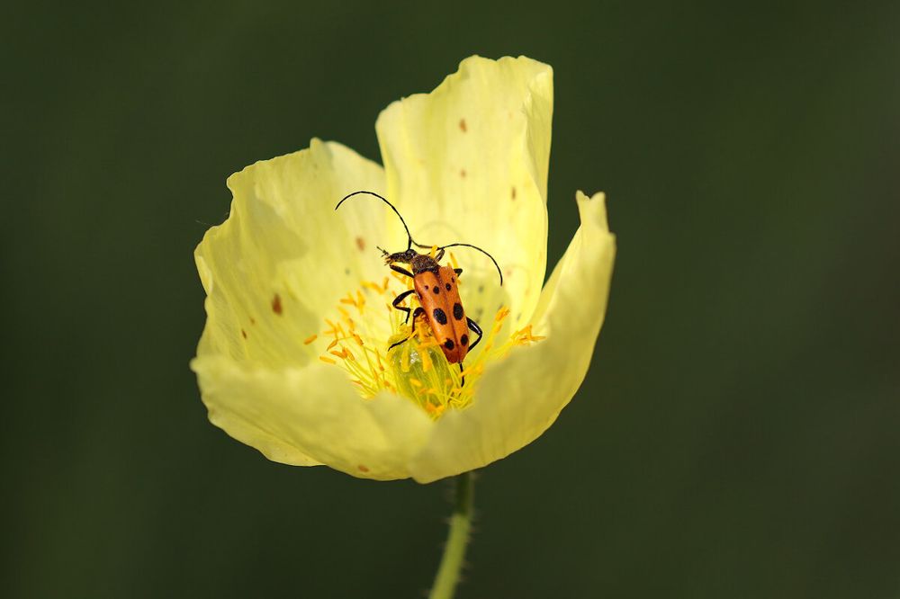 Photograph by Мария Овсечук