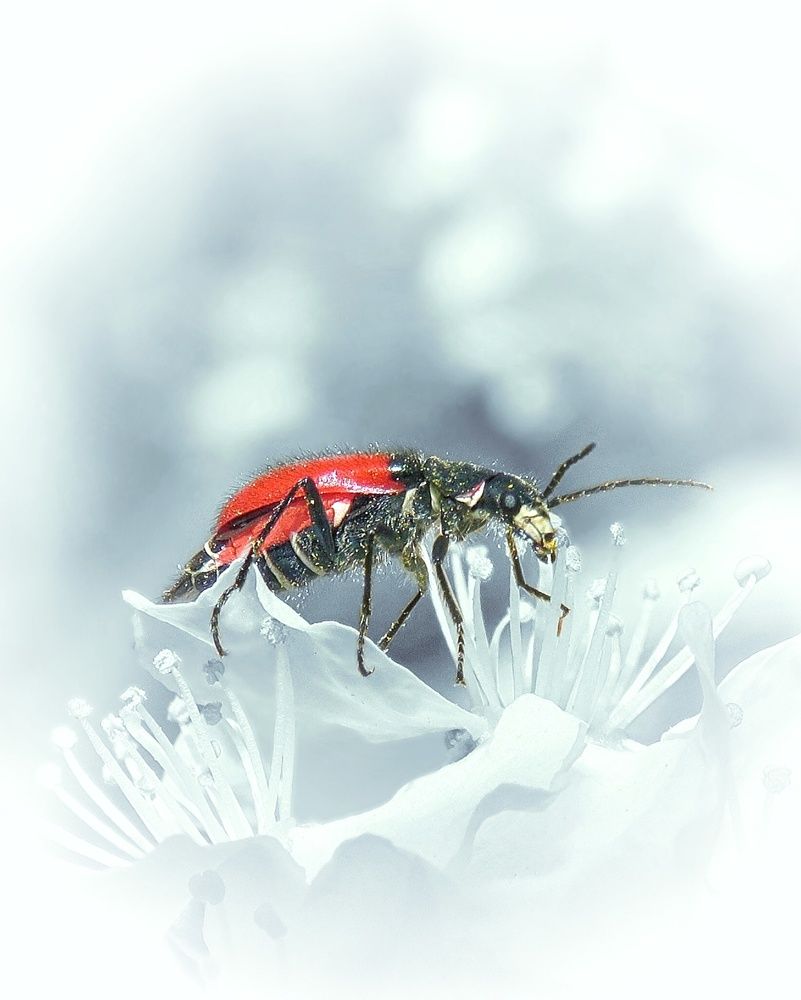 Photograph by Amin Ghaffarian