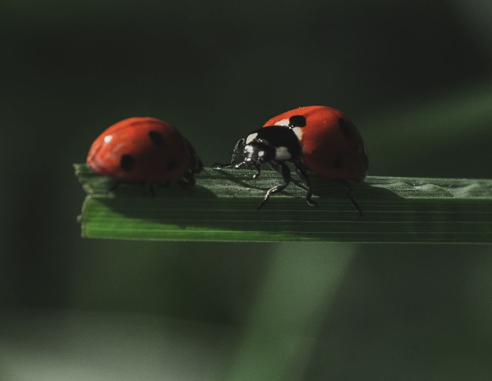 Photograph by Ольга Ларизадех