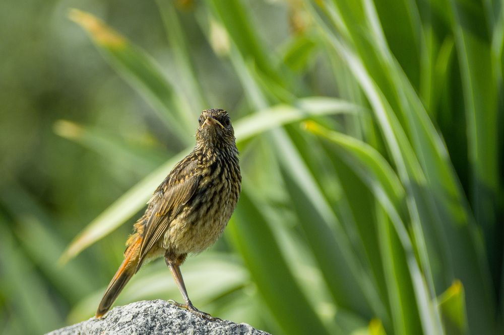 На камушке.