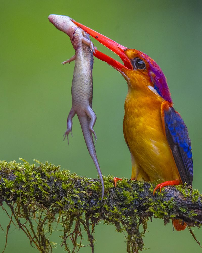 A Proud Predator and a Helpless Prey