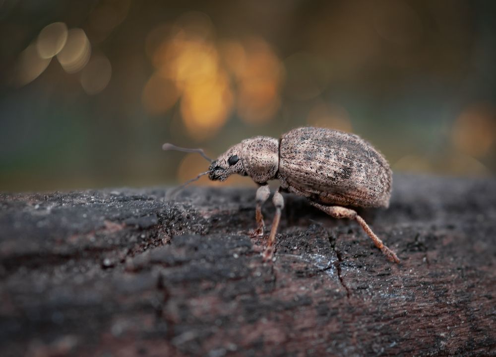 Photograph by Александр Гвоздь