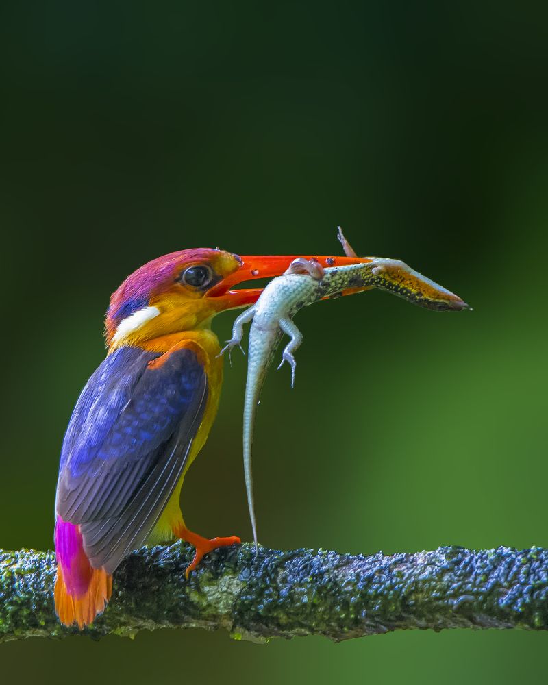 The Predator & The Prey