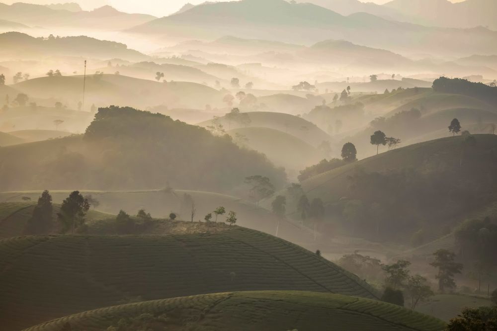 Dew, early sunshine on the tea hill