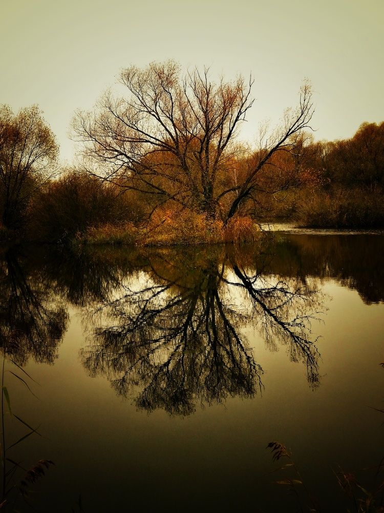 Photograph by Михаил Логвиненко