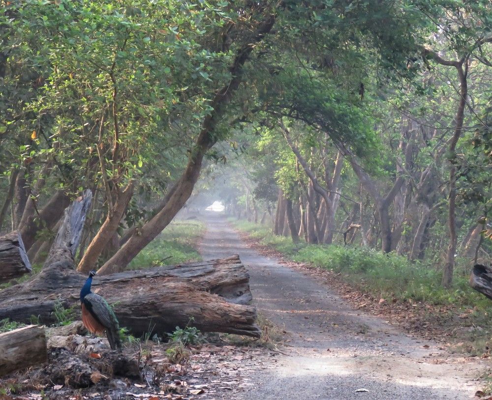 Photograph by ANISH BISWAS