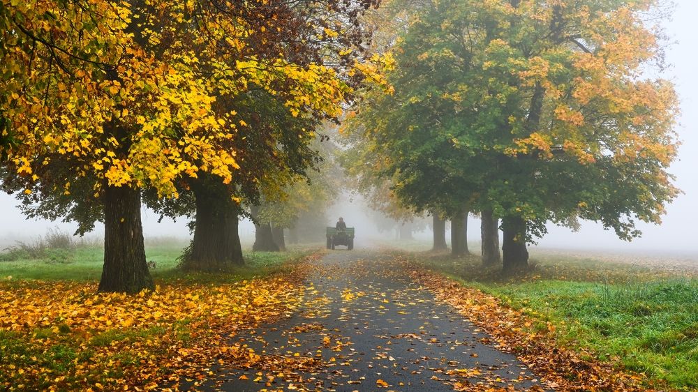 Autumn alley in the fog