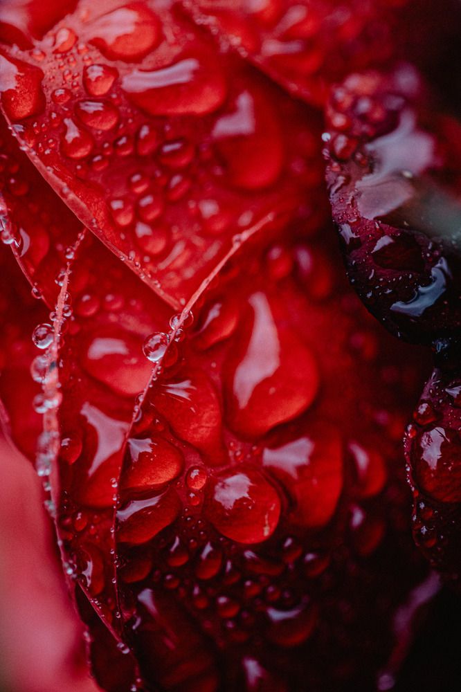 Photograph by Юлия Герман