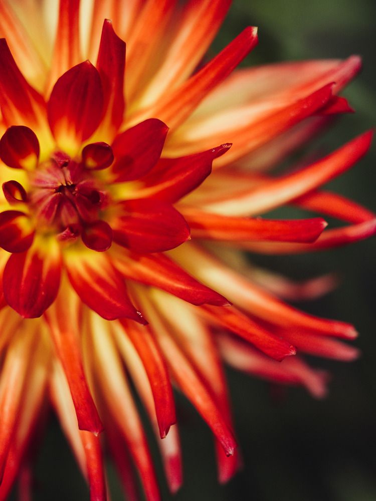 Photograph by Юлия Герман