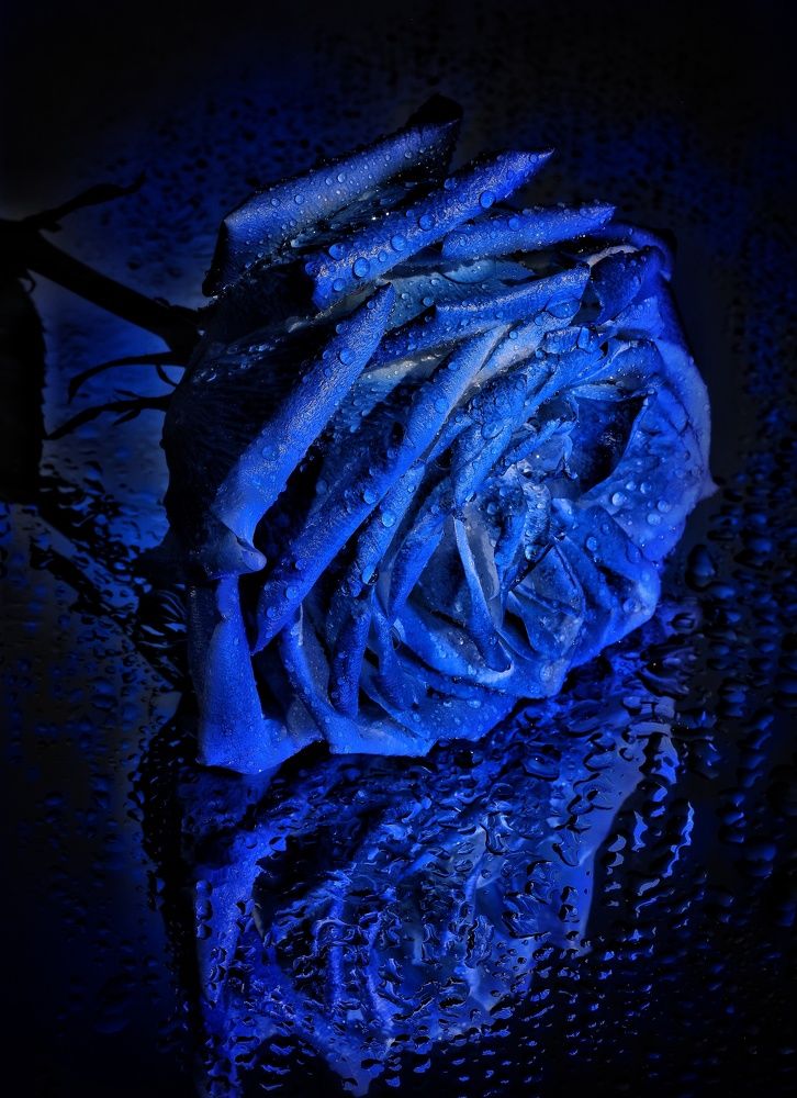 Слезы по мечте