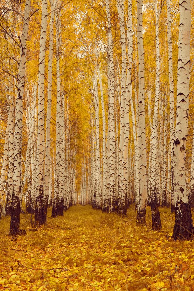 Photograph by Наталия Брянцева