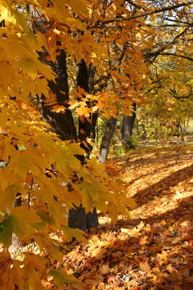 Photograph by Алена Ходатович