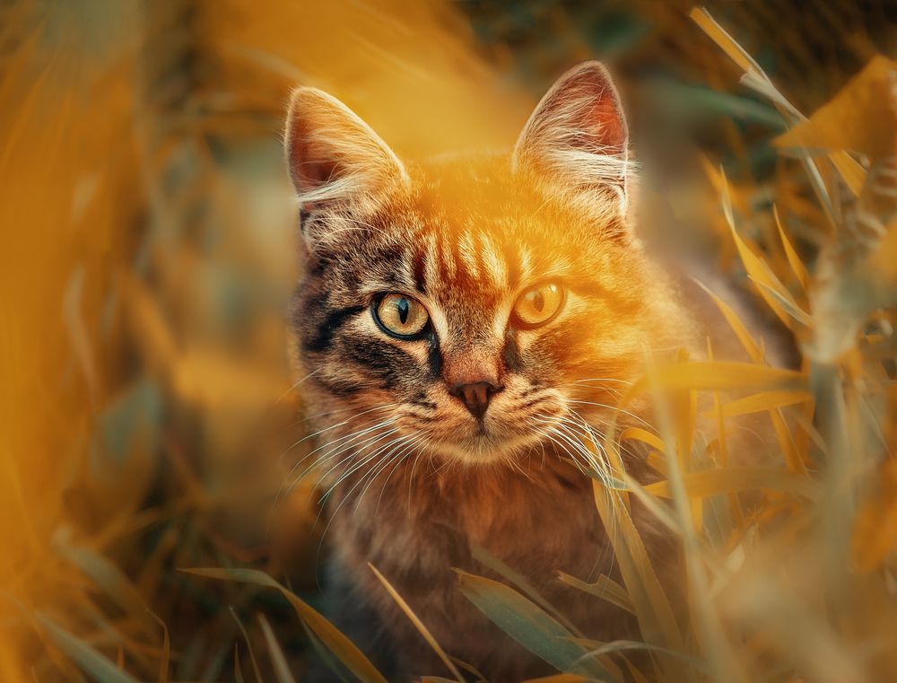 Photograph by Светлана Инькова