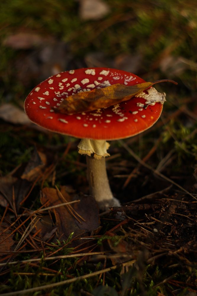 Photograph by Елена Квасова