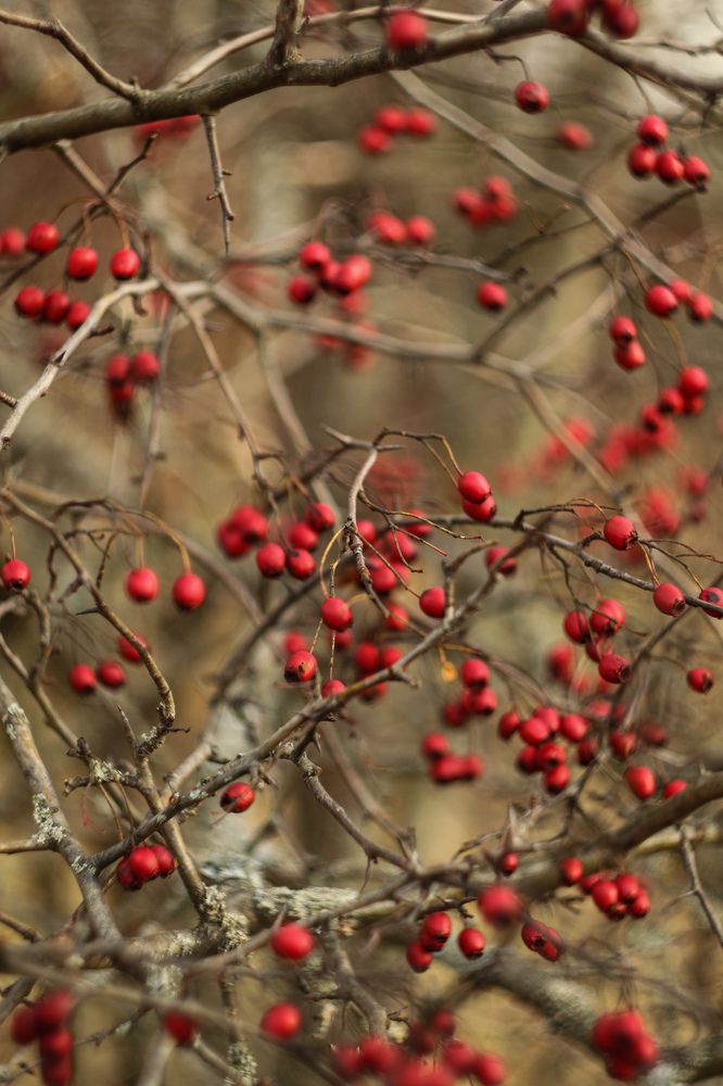 Photograph by Елена Квасова